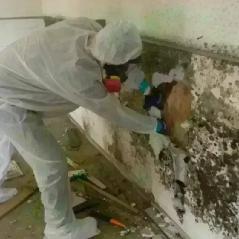 Mold Remediation and Removal in Muhlenberg County, KY